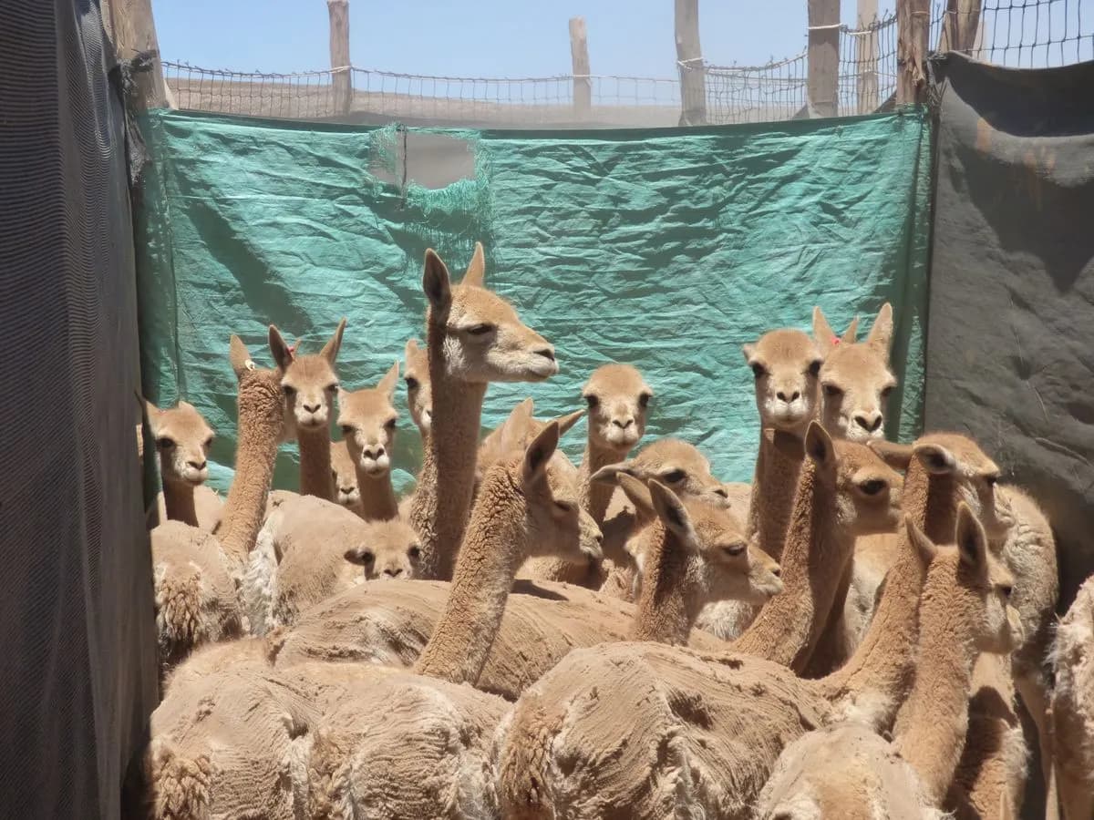 Caza de vicuñas. Fallo ejemplificador en defensa de la fauna silvestre en Jujuy
