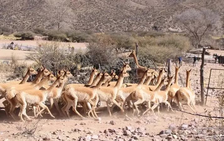 Jujuy avanza hacia la erradicación del cautiverio de vicuñas tras el histórico rescate de 42 animales