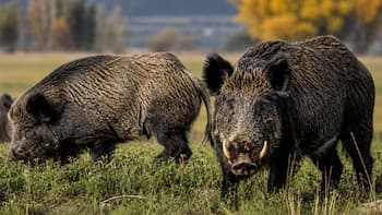 "Invasión biológica": alarma en el campo por una plaga silenciosa introducida al país que causa estragos millonarios
